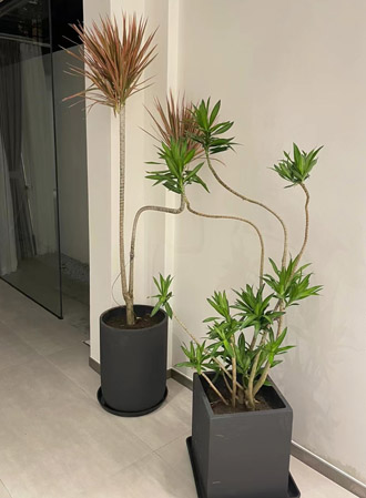 �����̻�ֲ������